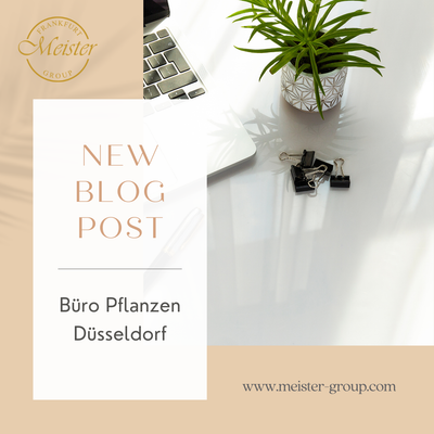 Büropflanzen Düsseldorf: Pflanzen fürs Büro in Düsseldorf