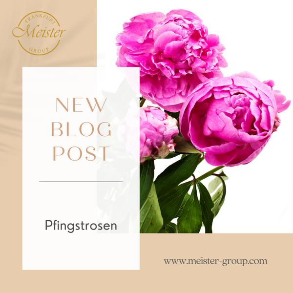 Leuchtend rosa Pfingstrosen mit grünen Blättern – exklusive Blumensträuße frisch geliefert