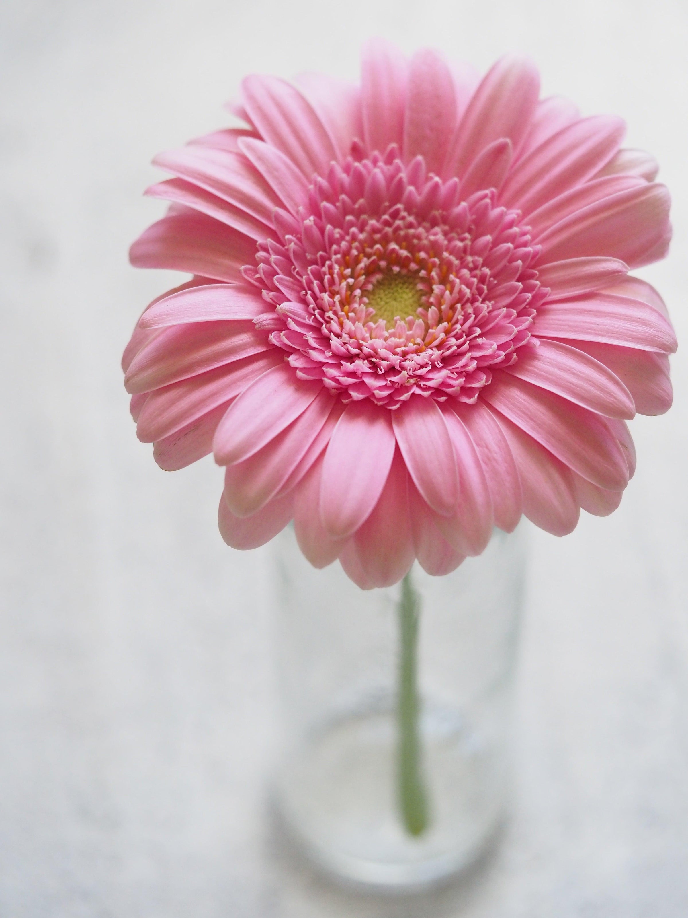 Rosa Gerbera in Vase – frische Blume für Geschenke und Blumensträuße