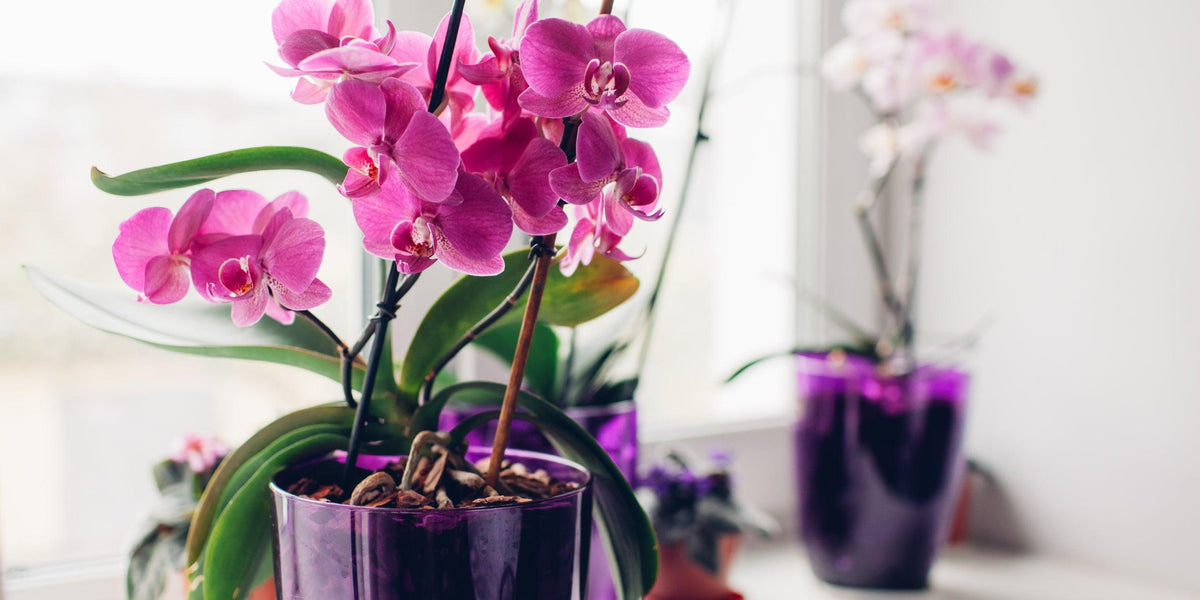 Leuchtend rosa Orchidee in lila Topf – exklusiver Blumenstrauß für Geschenke & Deko