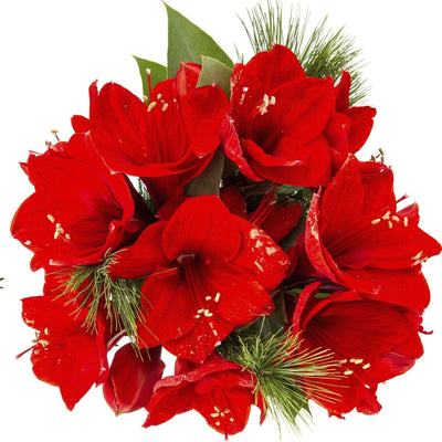 Roter Amaryllis-Blumenstrauß mit grünen Nadeln und Blättern, ideal als Geschenk