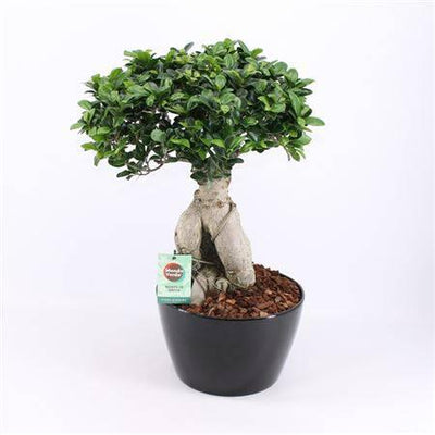 Bonsai  Ficus Ginseng im Keramik Topf - Meister Group Frankfurt