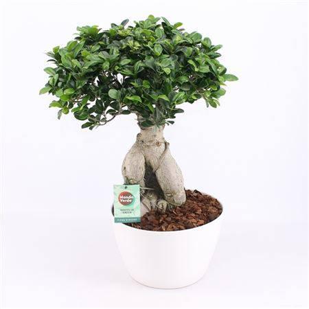 Bonsai Ficus Ginseng im Keramik Topf