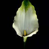 Calla