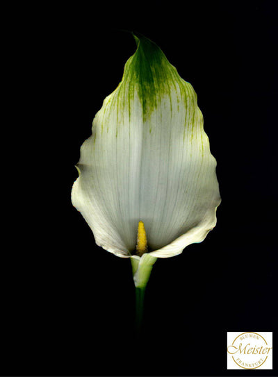 Calla - Meister Group Frankfurt