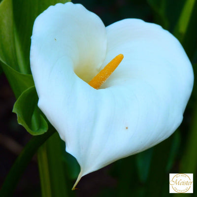 Calla - Meister Group Frankfurt