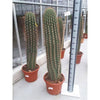 Einzigartige Kaktee Echinopsis Pasacana