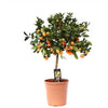 Einzigartiger Orangenbaum (Calamondinorange)
