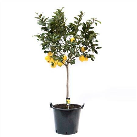 Einzigartiger Zitronenbaum - Meister Group Frankfurt