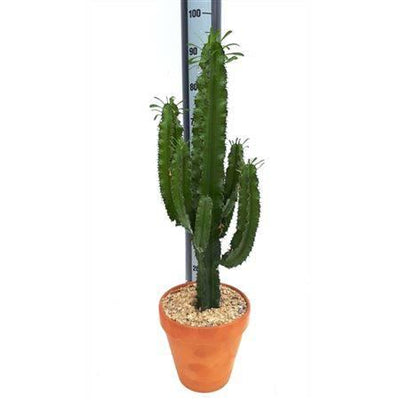 Euphorbia Ingens - Meister Group Frankfurt