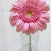 Gerbera