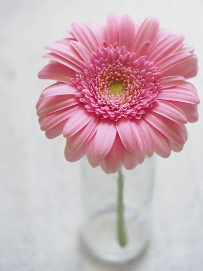 Gerbera - Meister Group Frankfurt