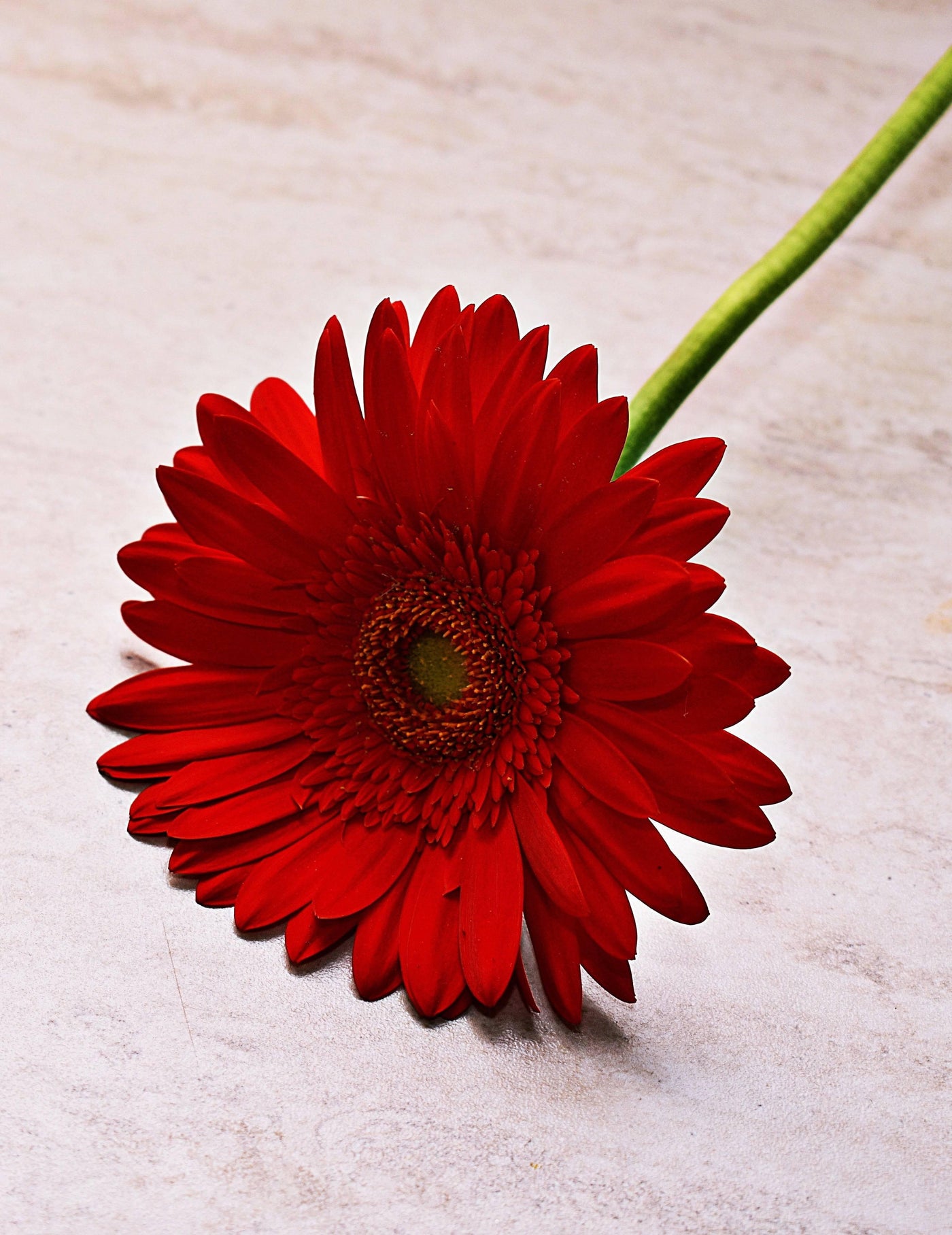 Gerbera - Meister Group Frankfurt