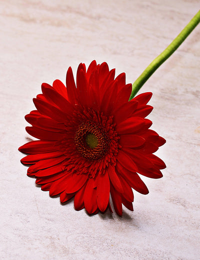 Gerbera - Meister Group Frankfurt