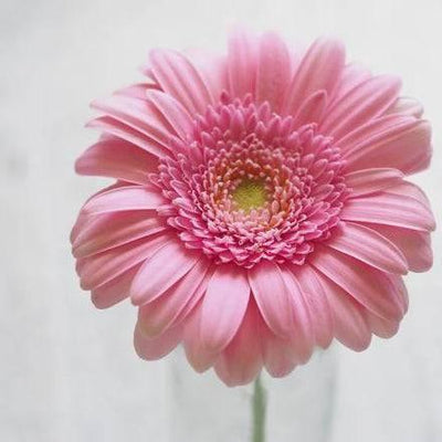 Gerbera - Meister Group Frankfurt