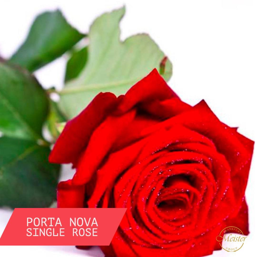 Langstieliger Rosen Bouquet - Meister Group Frankfurt