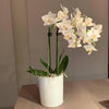 Mini Orchideen Pflanze