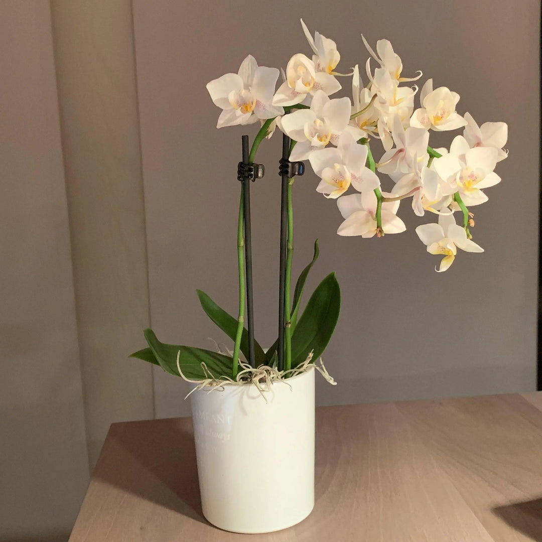 Mini Orchideen Pflanze