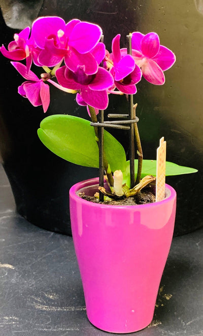 Mini Orchideen Pflanze - Meister Group Frankfurt