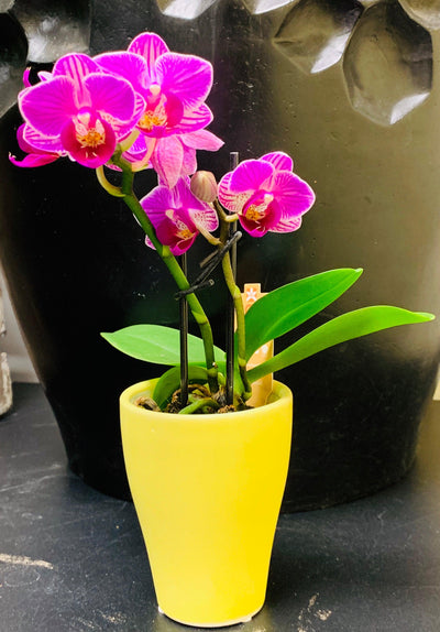 Mini Orchideen Pflanze - Meister Group Frankfurt