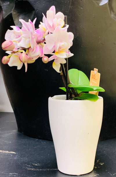Mini Orchideen Pflanze - Meister Group Frankfurt