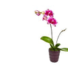Orchideen Pflanze