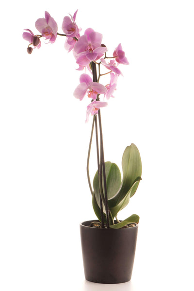 Orchideen Pflanze - Meister Group Frankfurt