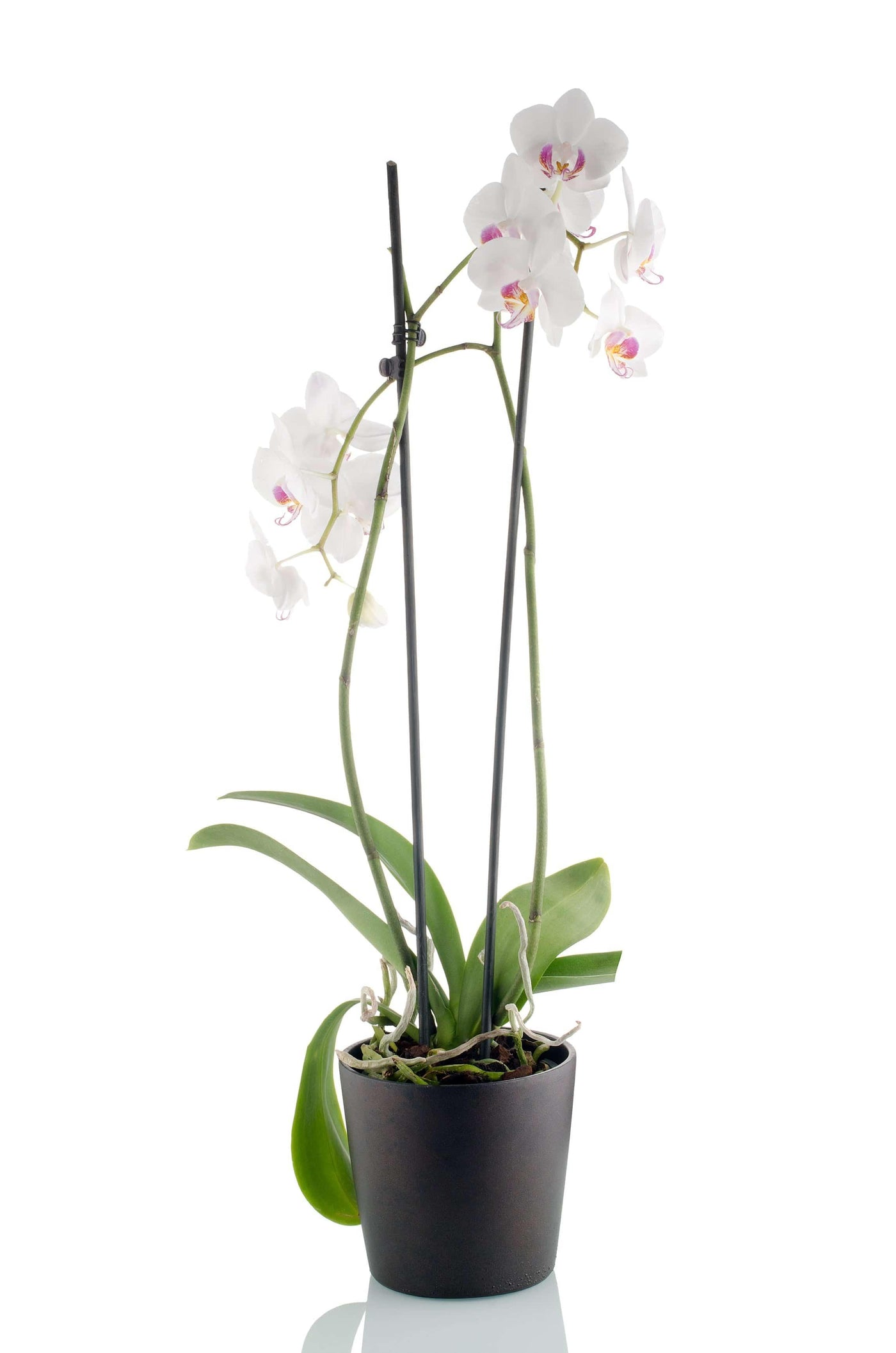 Orchideen Pflanze - Meister Group Frankfurt