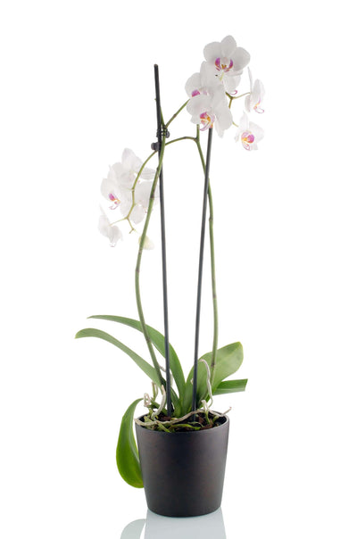 Orchideen Pflanze - Meister Group Frankfurt