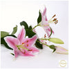 Oriental Lilie