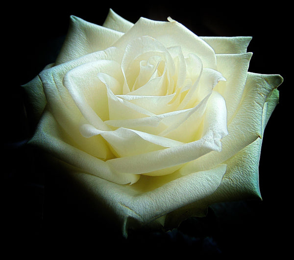 Weiße Rose mit zarten Blütenblättern vor schwarzem Hintergrund – perfekt für Blumensträuße & Geschenke