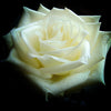 Rose 60cm