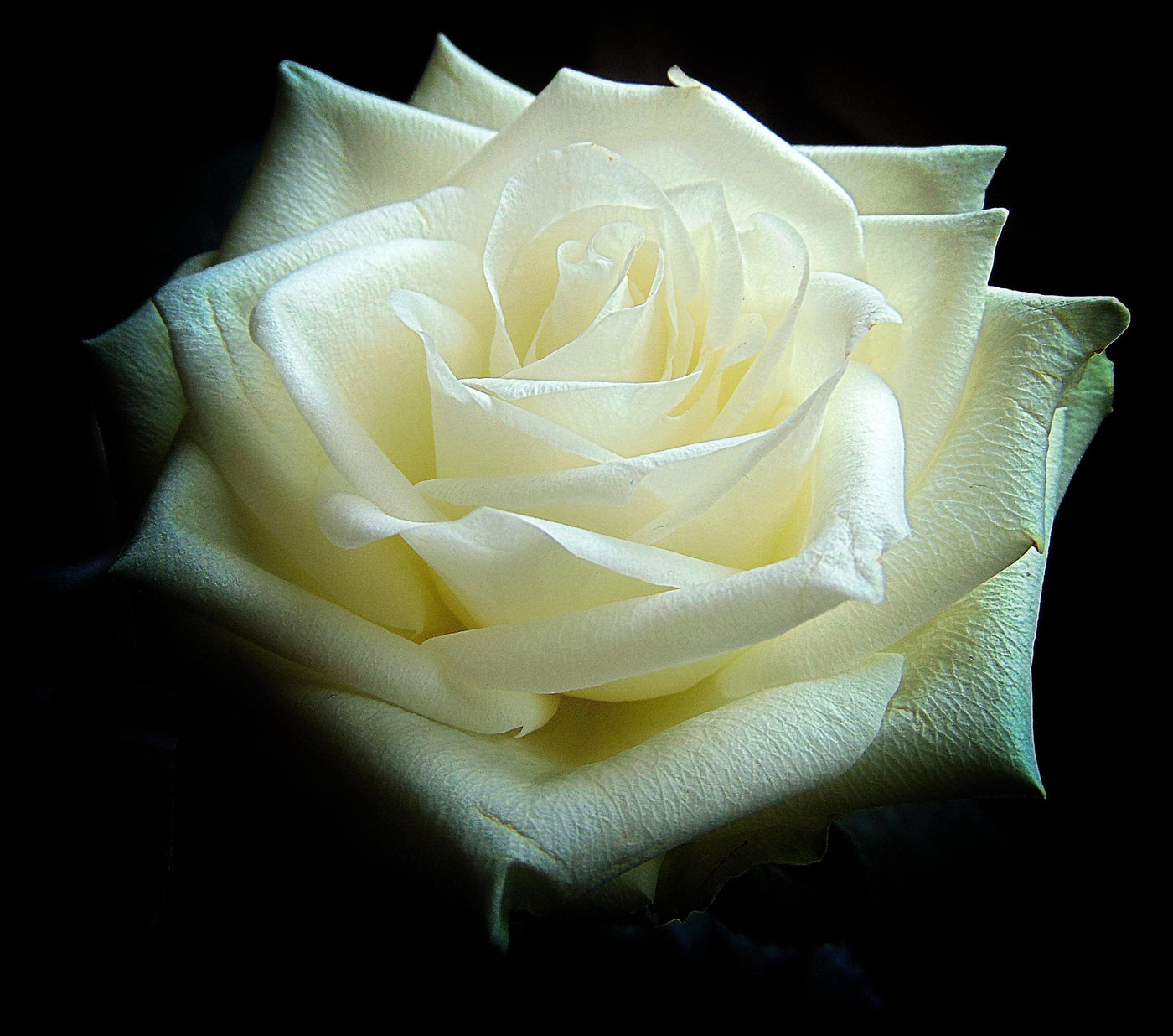 Rose 60cm - Meister Group Frankfurt