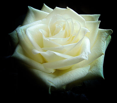 Rose 60cm - Meister Group Frankfurt