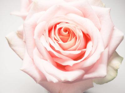 Rose 60cm - Meister Group Frankfurt