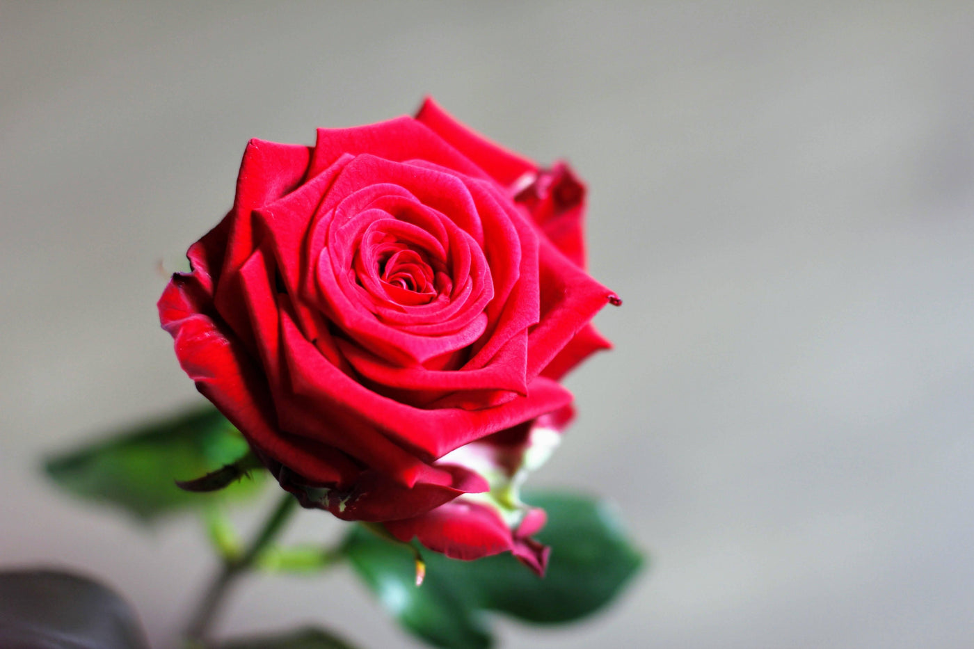 Rose 60cm - Meister Group Frankfurt