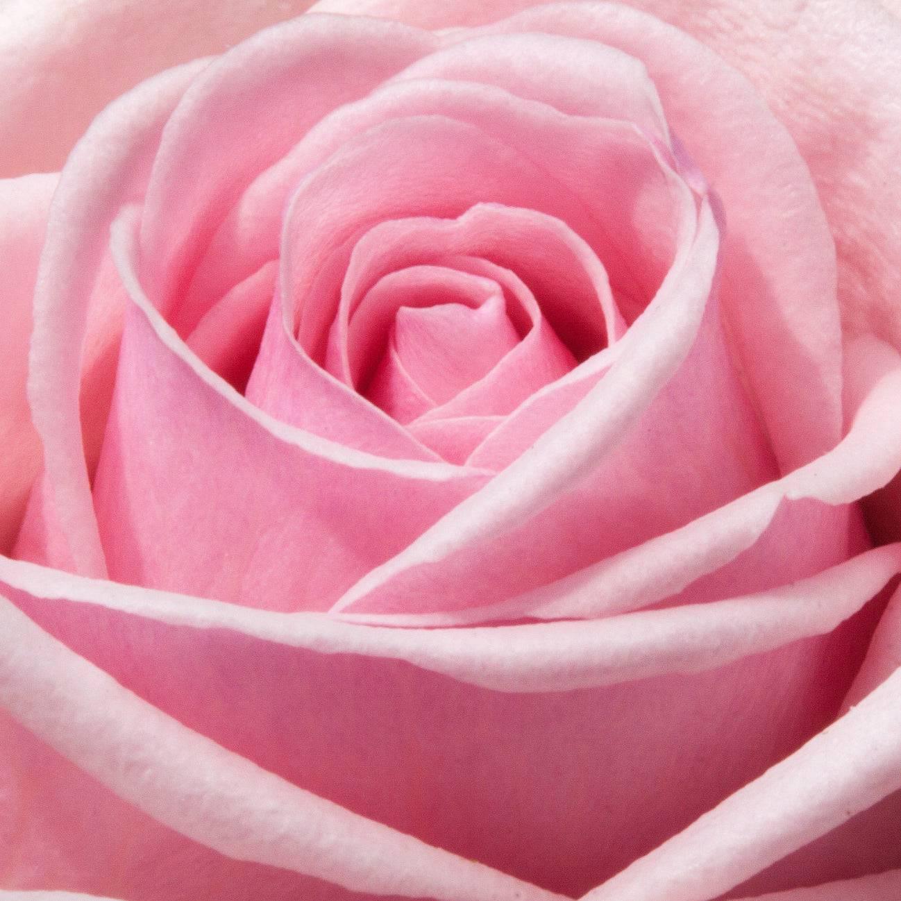 Rose 60cm - Meister Group Frankfurt