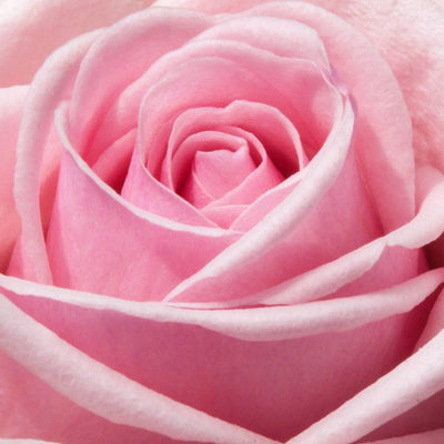Rose 60cm - Meister Group Frankfurt