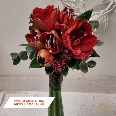 Winter Collection Simple Amaryllis - Meister Group Frankfurt